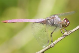 Orthemis ferruginea - Rosiger Skimmer